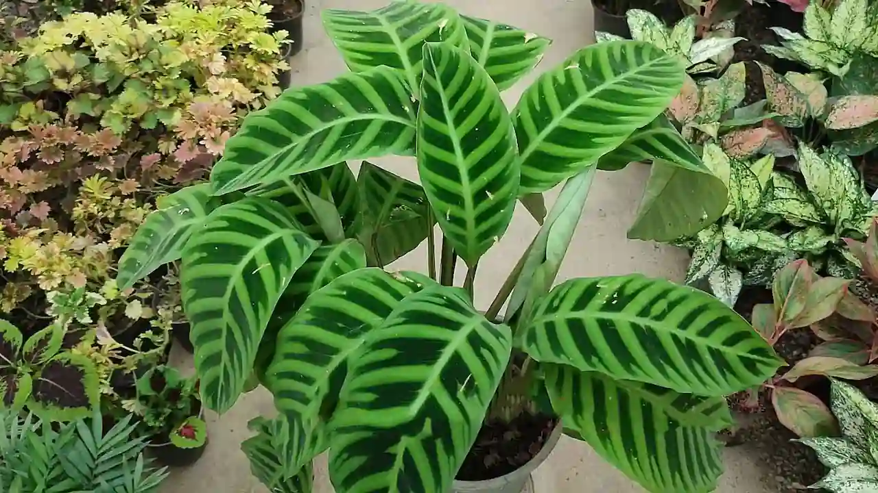 Calathea