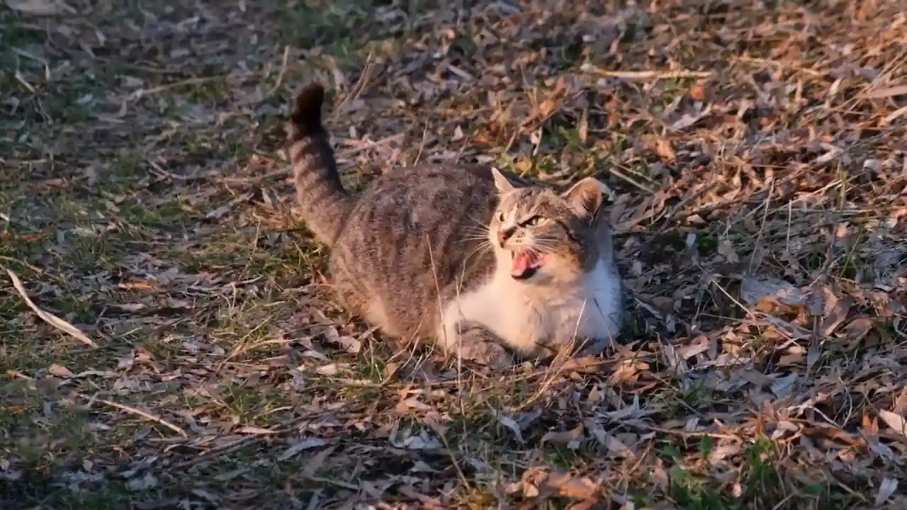 Causas del estrés en gatos (2)