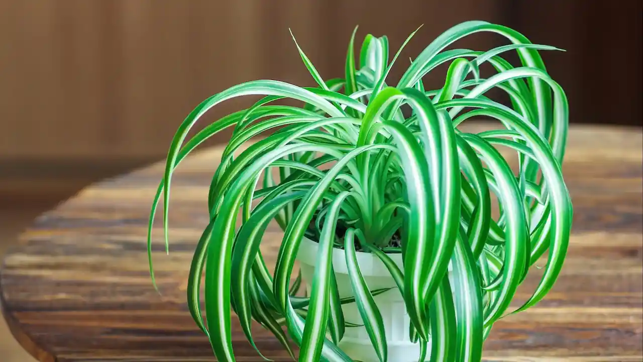 Chlorophytum chevelu