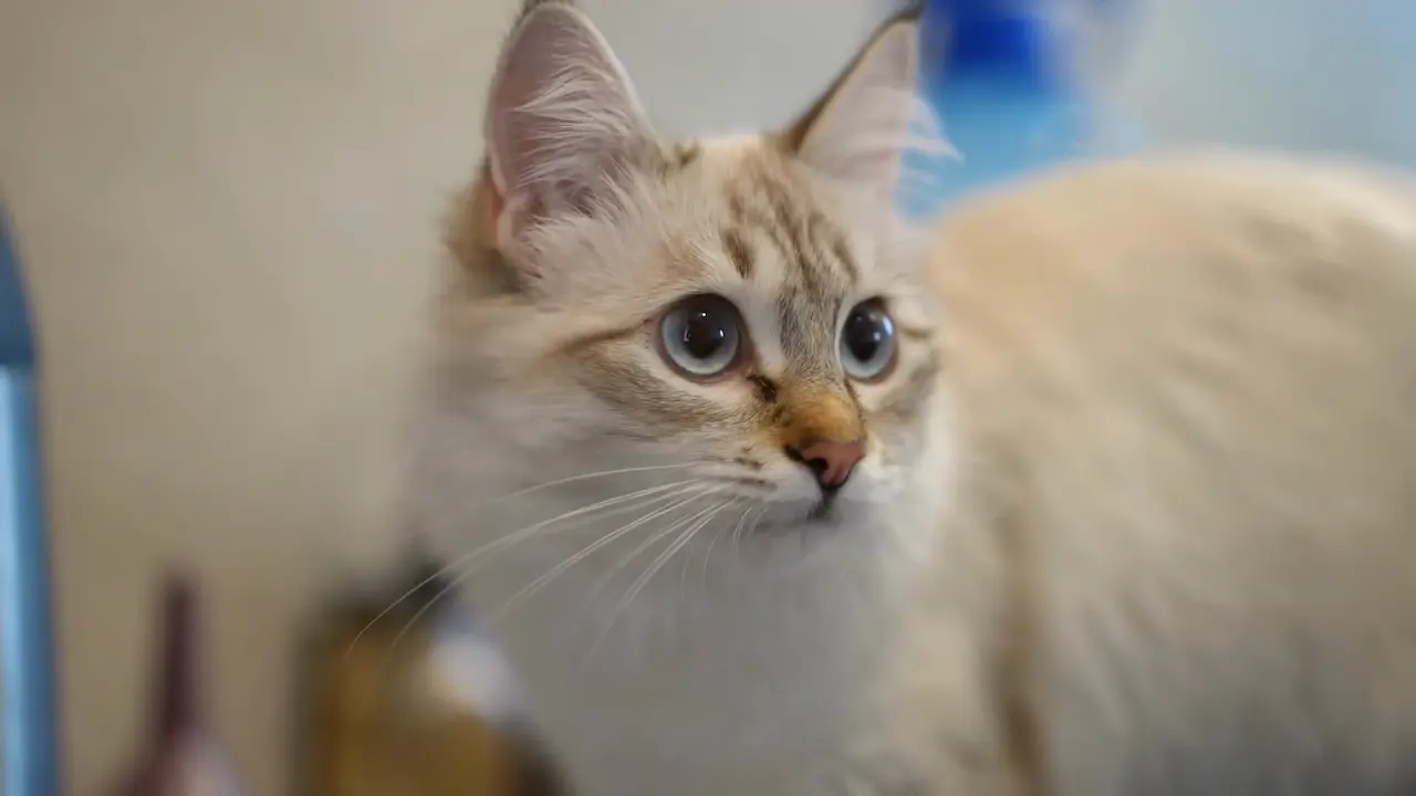 Cómo ayudar a tu gato a relajarse y desestresarse