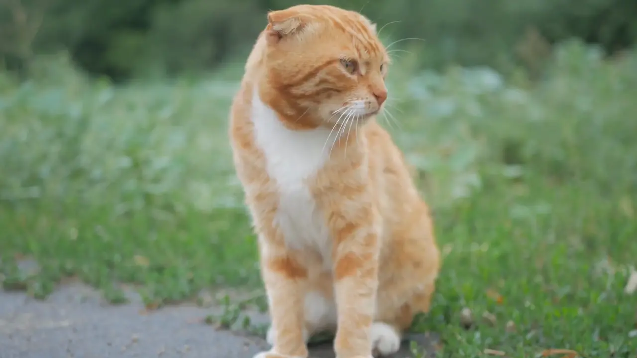Etapas para superar el estrés en gatos Etapas para superar el estrés en gatos