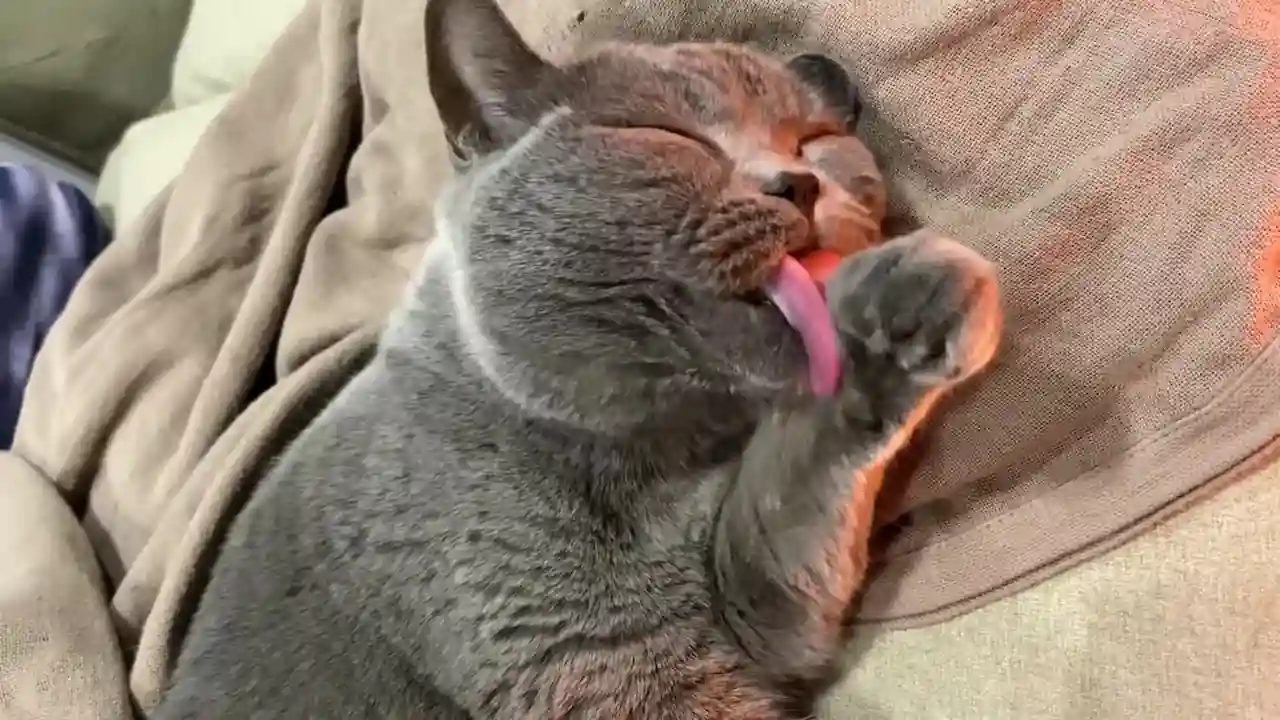 Causas de las bolas de pelo en los gatos Causas de las bolas de pelo en los gatos
