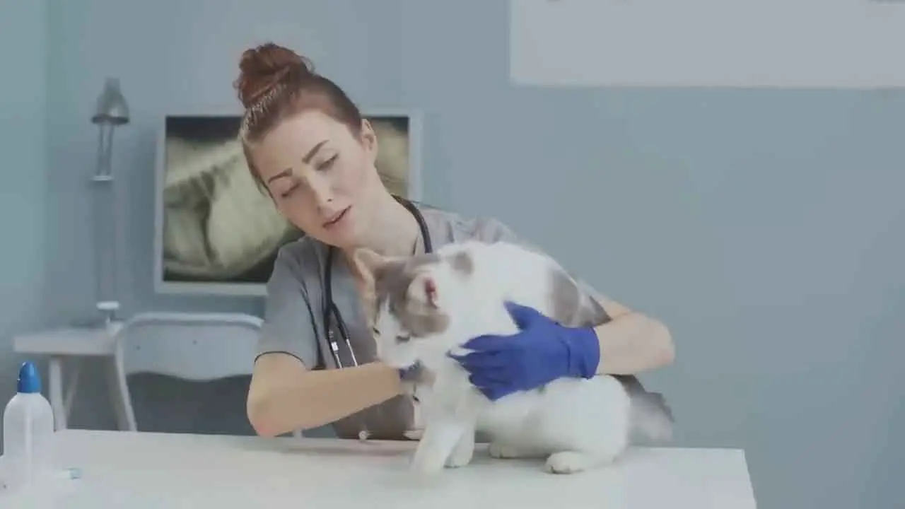Síntomas de bolas de pelo en gatos Síntomas de bolas de pelo en gatos