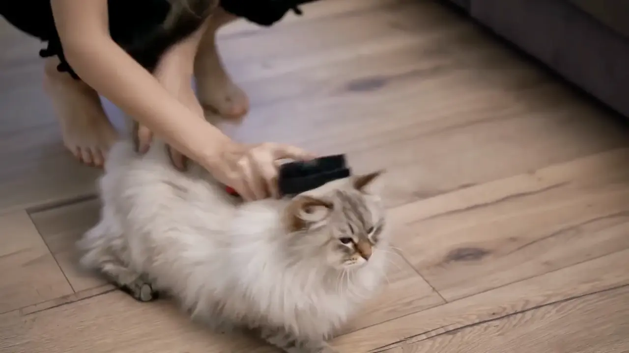 Causas de las bolas de pelo en los gatos Causas de las bolas de pelo en los gatos
