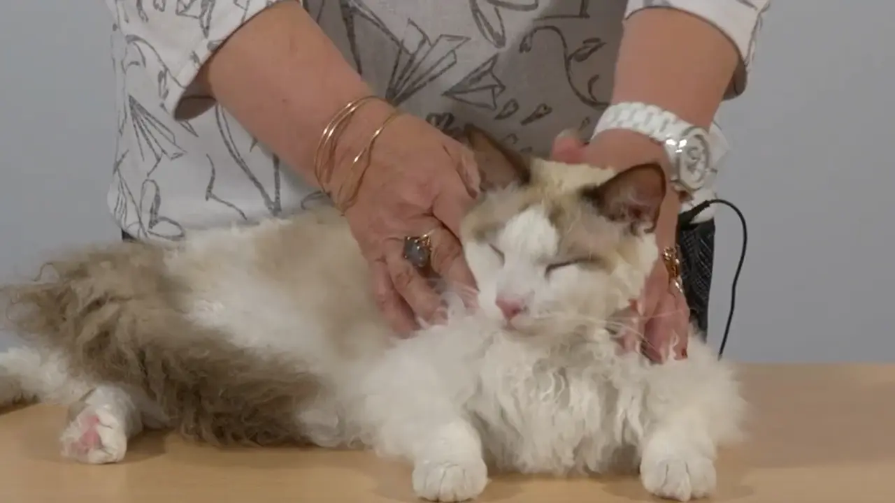 Las bolas de pelo en los gatos causas, riesgos y prevención Las bolas de pelo en los gatos causas, riesgos y prevención