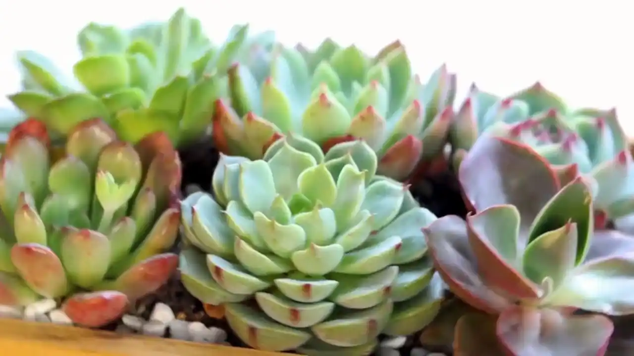 Plantas seguras para gatos (3)