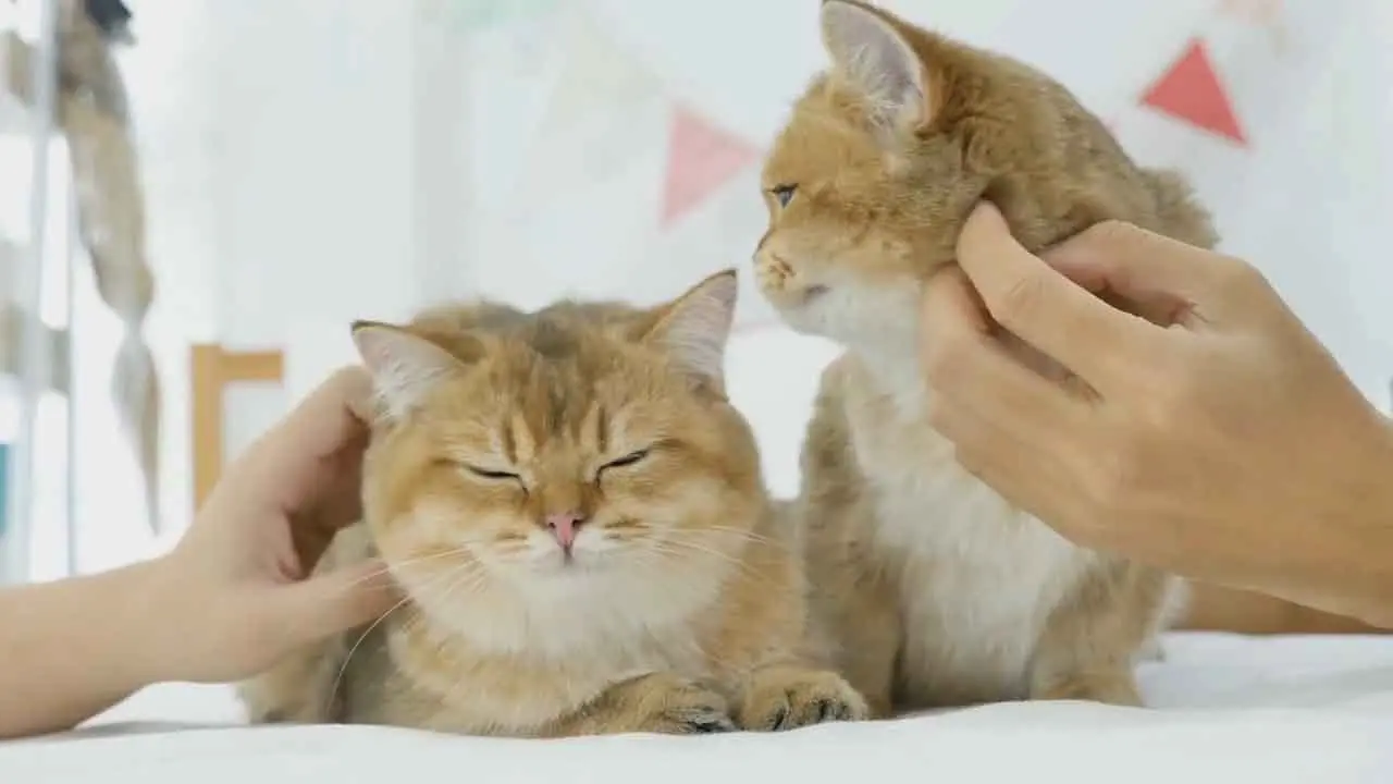 Señales de estrés en gatos (1)