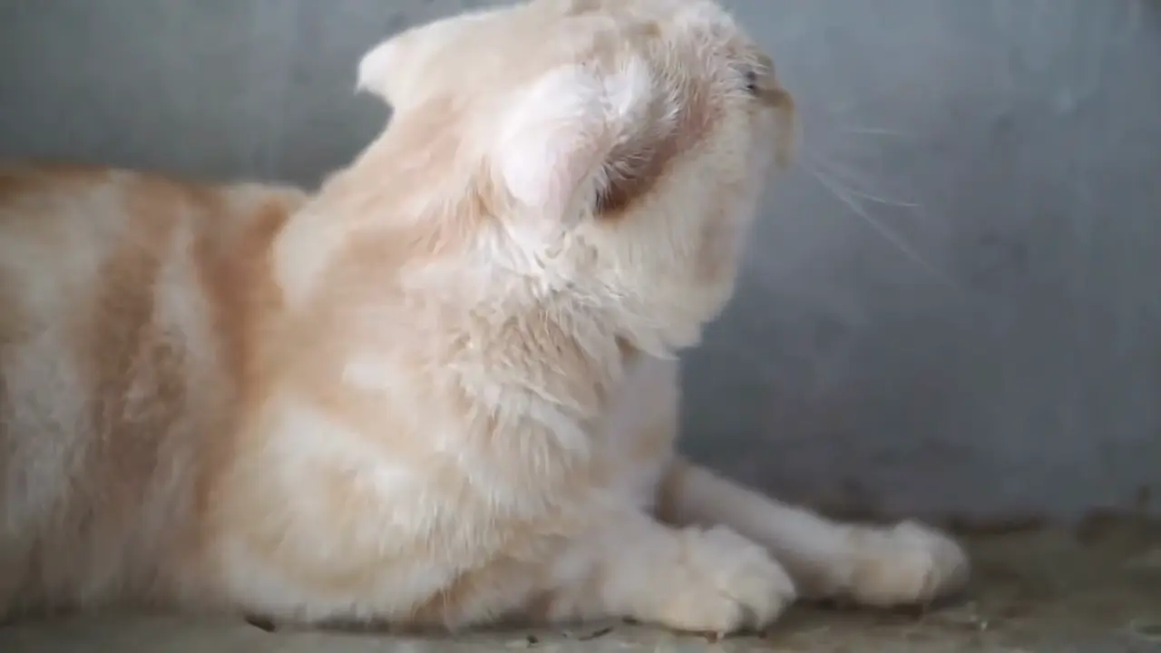 Señales de estrés en gatos