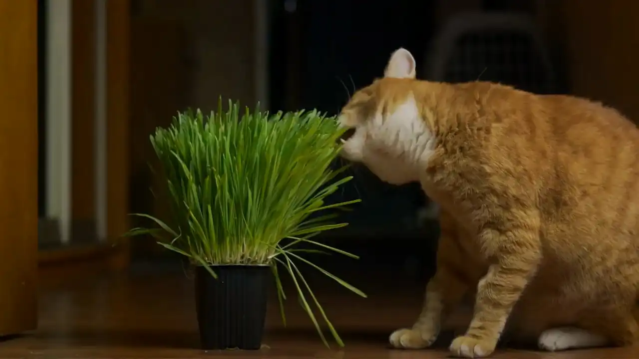 planta no tóxica para gatos Hierba gatera planta no tóxica para gatos Hierba gatera