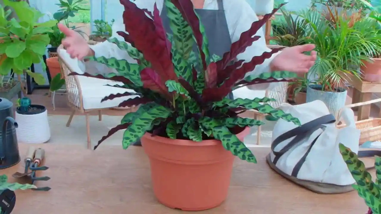planta no tóxica para gatos planta no tóxica para gatos