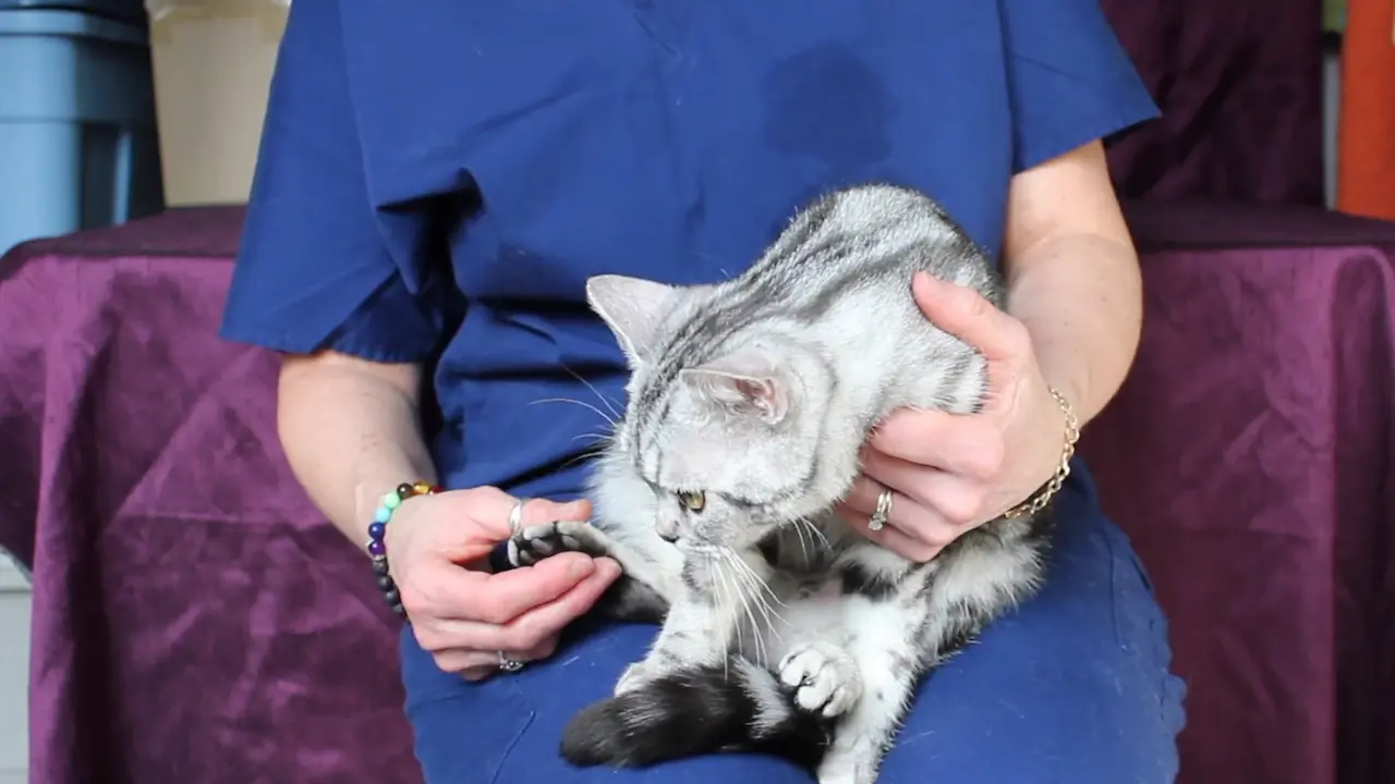 ¿Realmente es necesario cortar las uñas de tu gato (1) ¿Por qué cortar las uñas de tu gato?