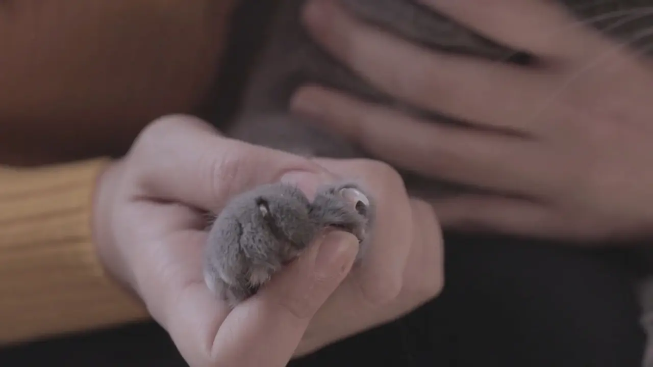 ¿Realmente es necesario cortar las uñas de tu gato (3) ¿Cuándo es necesario cortar las uñas?