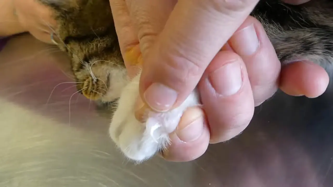 ¿Realmente es necesario cortar las uñas de tu gato (4) ¿Realmente es necesario cortar las uñas de tu gato?