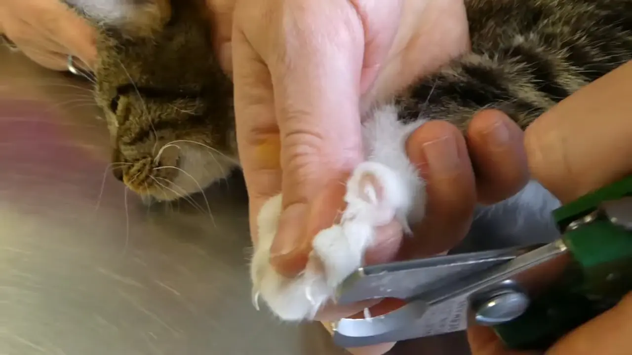 ¿Realmente es necesario cortar las uñas de tu gato (5)