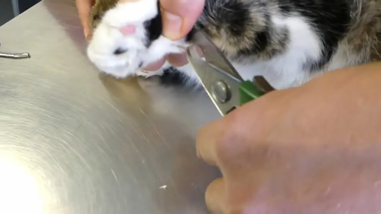 ¿Realmente es necesario cortar las uñas de tu gato (6)