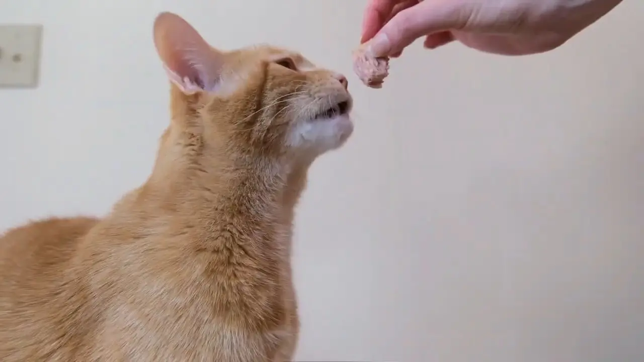 ¿Realmente es necesario cortar las uñas de tu gato (8)