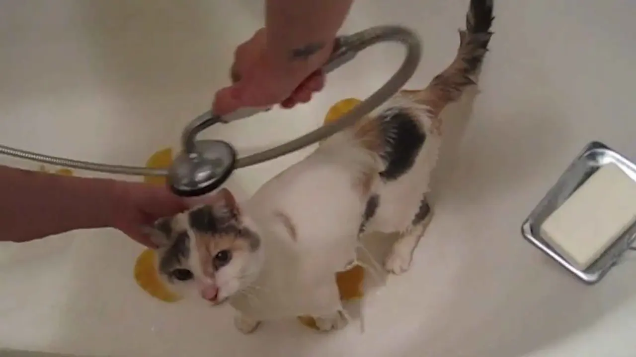 ¿Se puede bañar a un gato doméstico