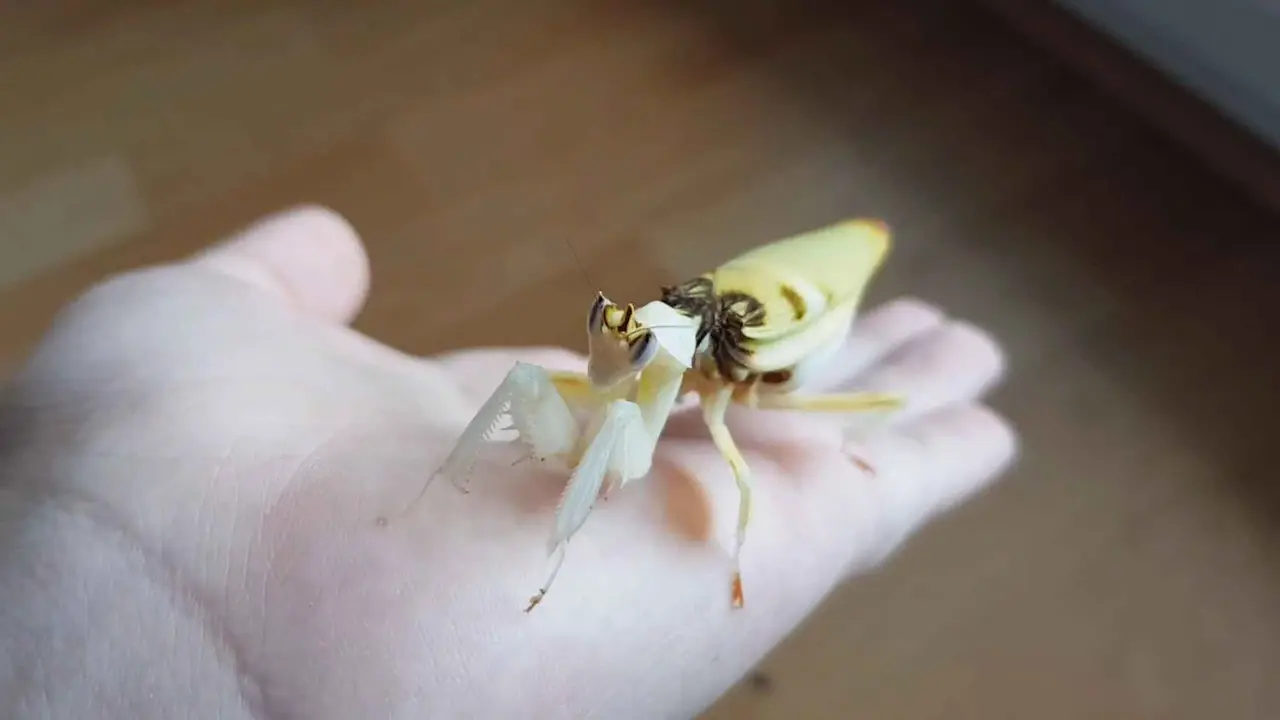 Mantis religiosa colorida parada sobre una mano humana
