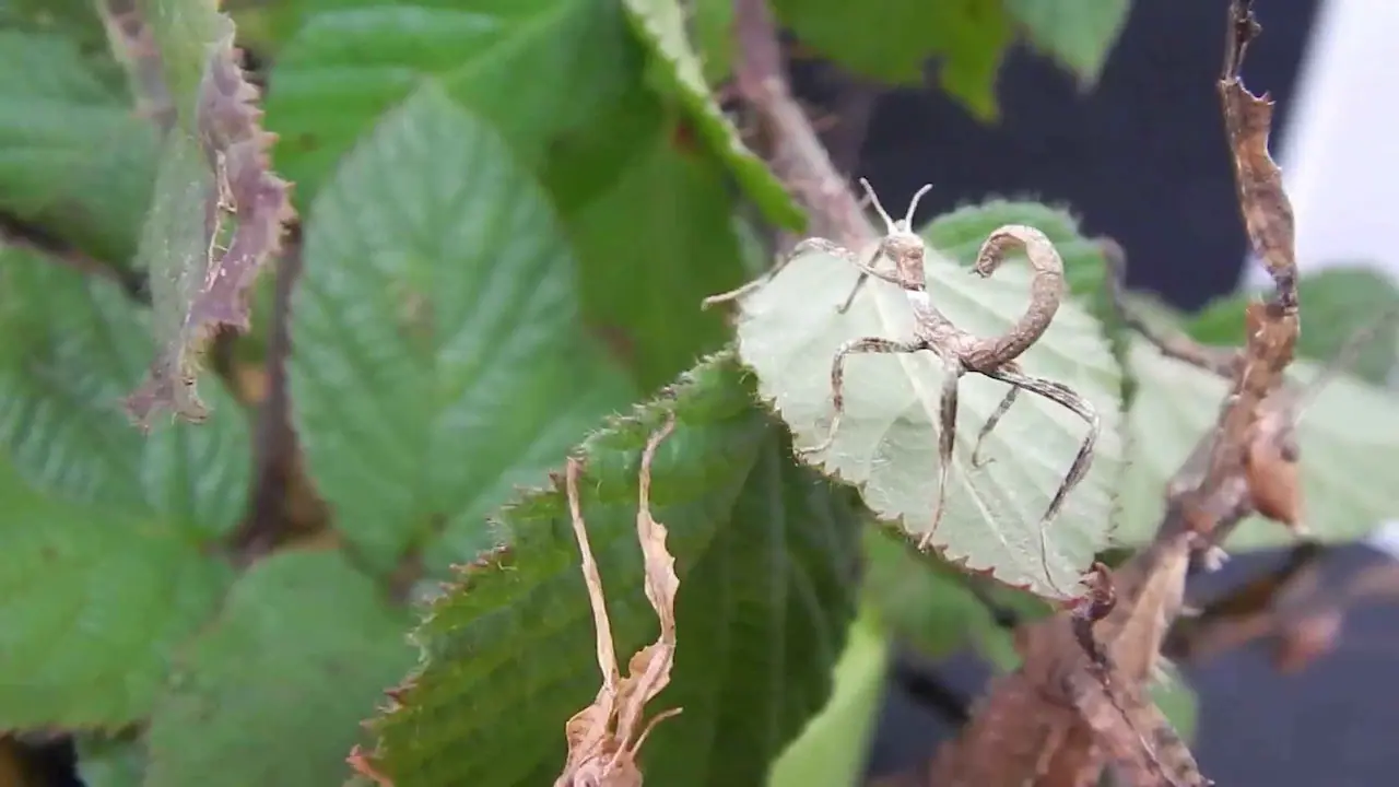especies pequeñas de mantis religiosas son ideales como mascota Una especie de mantis pequeña, de color marrón y parecida a un escorpión.