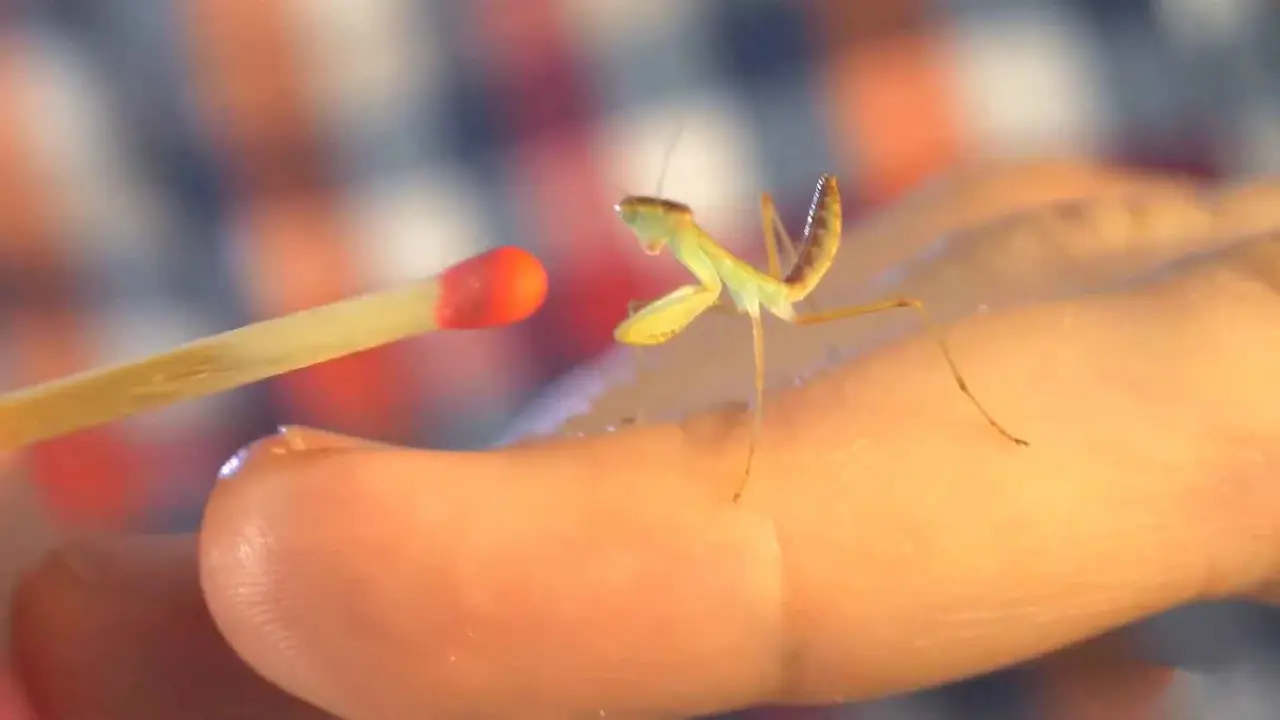 especies pequeñas de mantis religiosas son ideales como mascota Un pequeño tipo de mantis religiosa que se posa sobre un dedo.