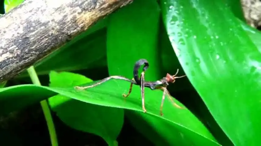 especies pequeñas de mantis religiosas son ideales como mascota Un pequeño tipo de mantis que se parece a un escorpión.
