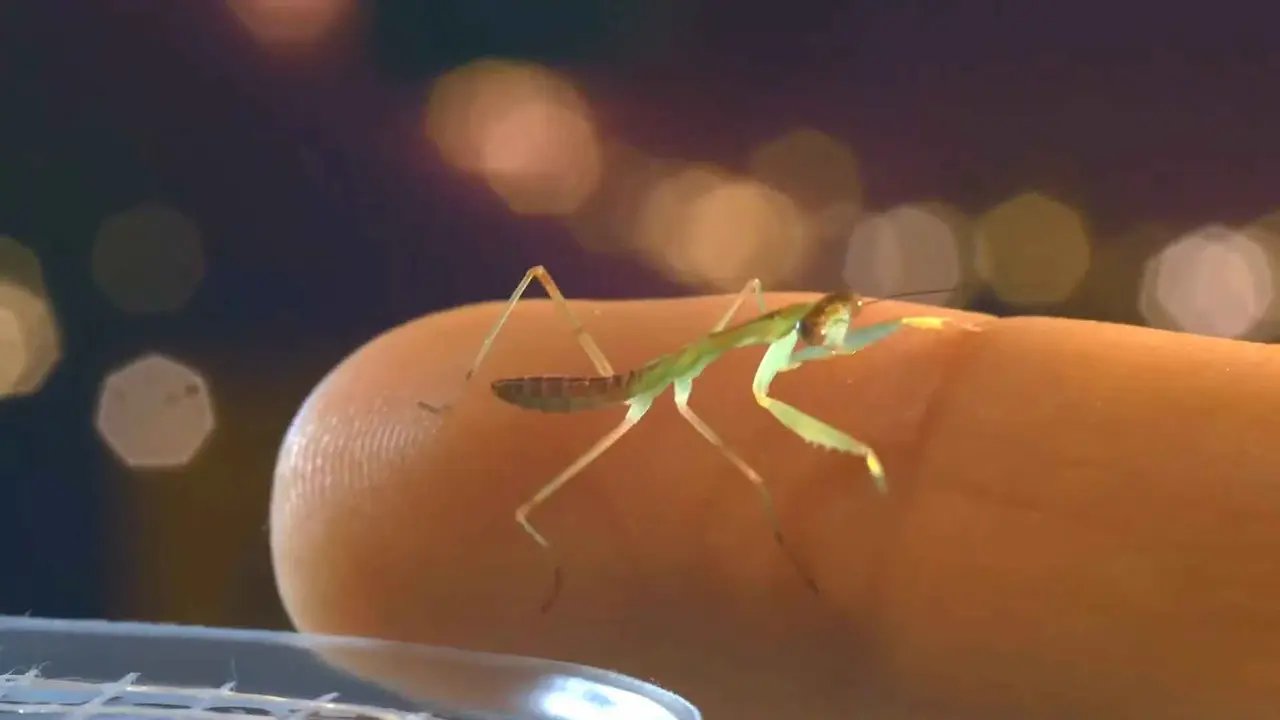 especies pequeñas de mantis religiosas son ideales como mascota Una pequeña especie de mantis religiosa, más pequeña que los dedos de una mano.