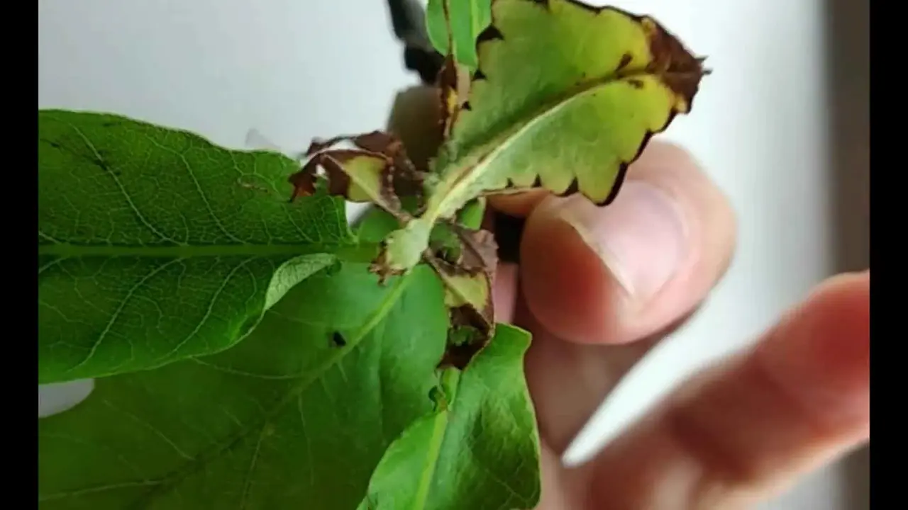 especies pequeñas de mantis religiosas son ideales como mascota Pequeña especie de mantis que se asemeja a hojas verdes.