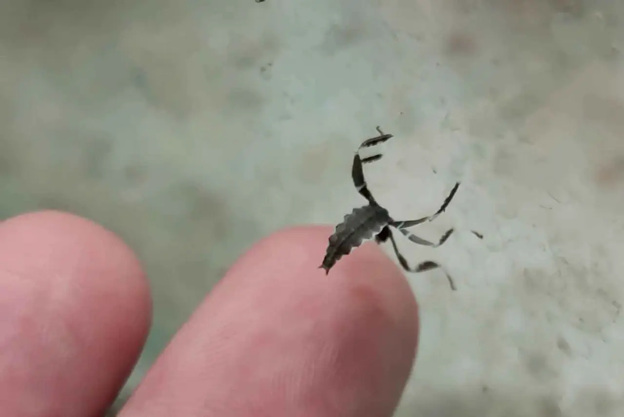 especies pequeñas de mantis religiosas son ideales como mascota Una pequeña especie de mantis religiosa, más pequeña que un pulgar.