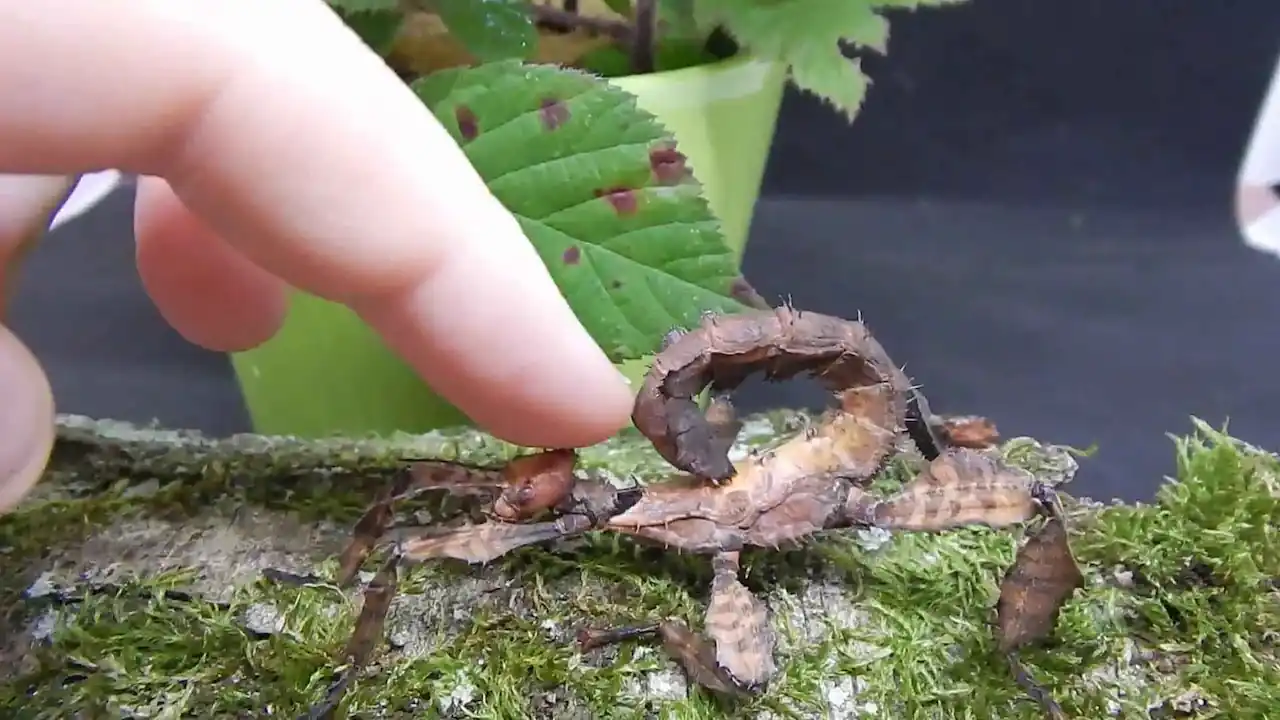 especies pequeñas de mantis religiosas son ideales como mascota Una especie pequeña y marrón de mantis religiosa.