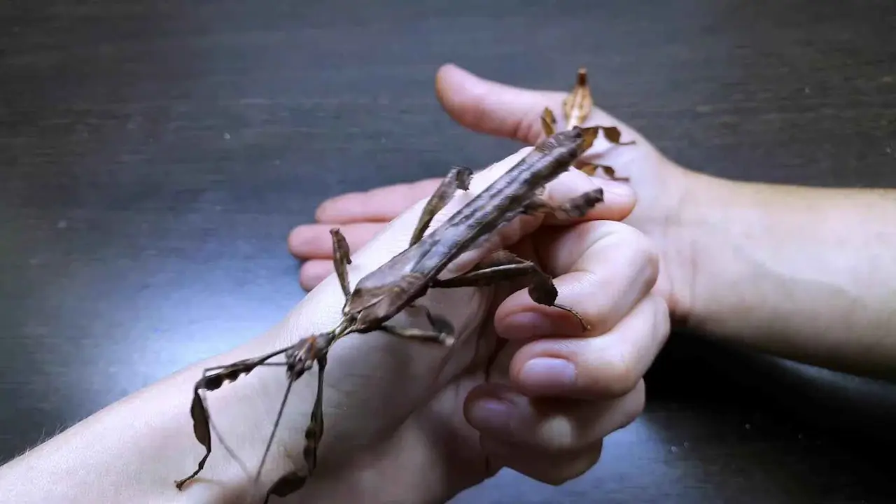tipos de mantis religiosas como mascota Mantis religiosa gigante en la mano humana
