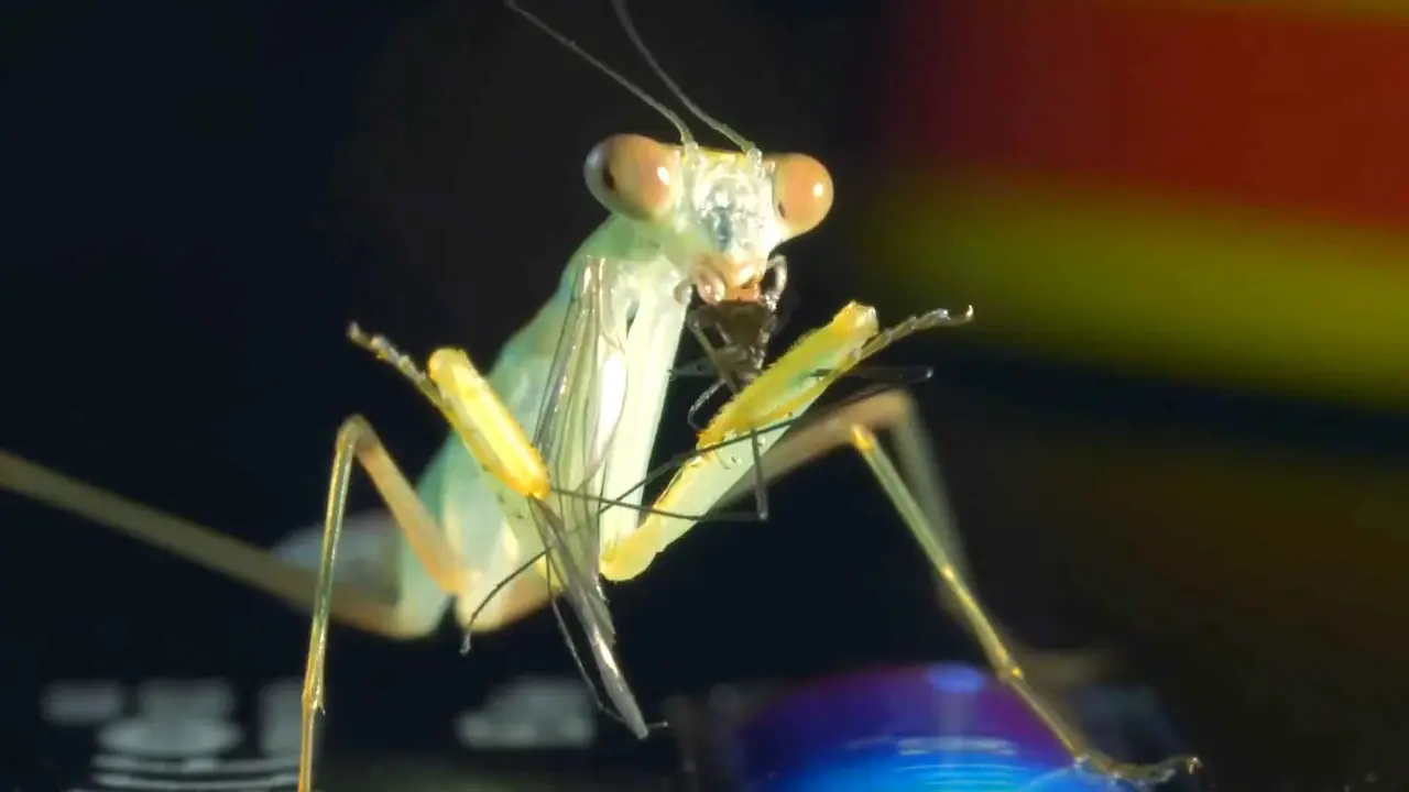 tipos de mantis religiosas como mascota Mantis religiosa devorando a su presa
