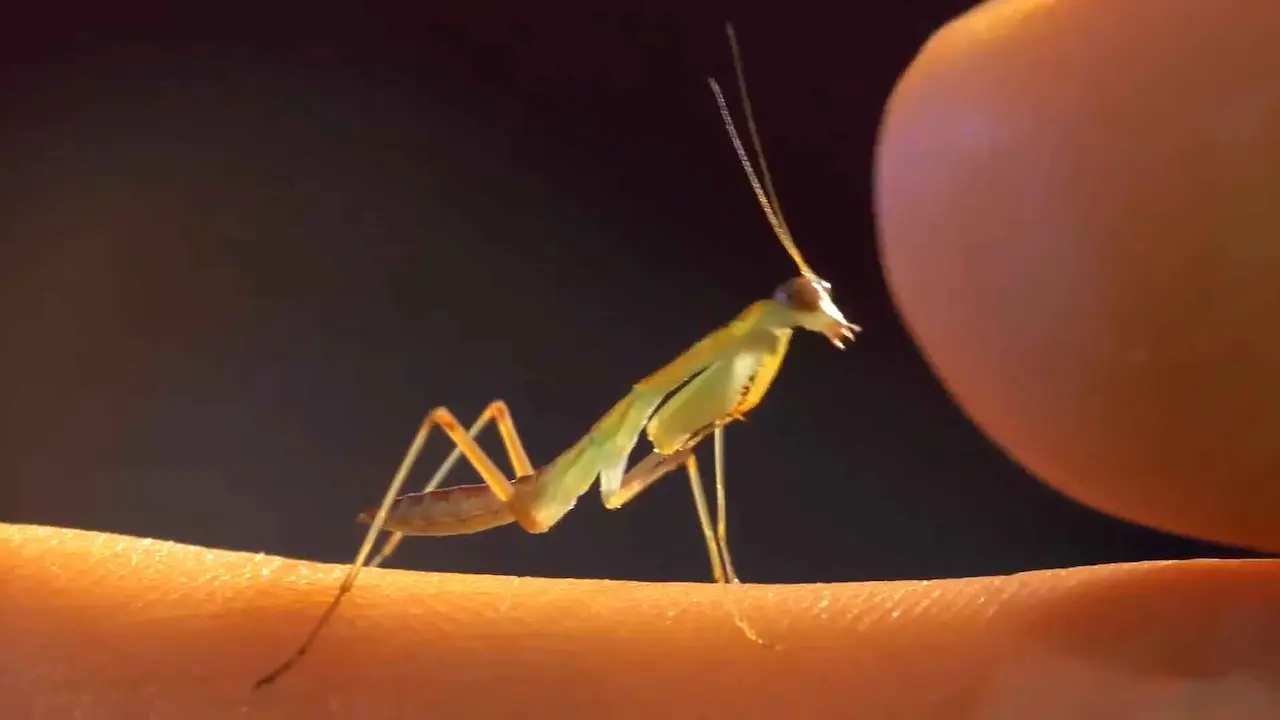 tipos de mantis religiosas como mascota Mantis religiosa parada sobre una mano humana