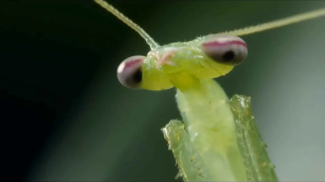 tipos de mantis religiosas como mascota La mantis religiosa mira fijamente