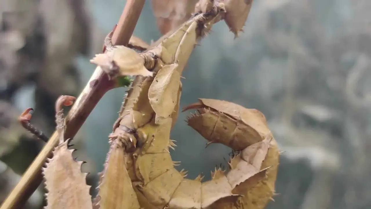 tipos de mantis religiosas como mascota Las mantis religiosas se parecen a hojas secas.