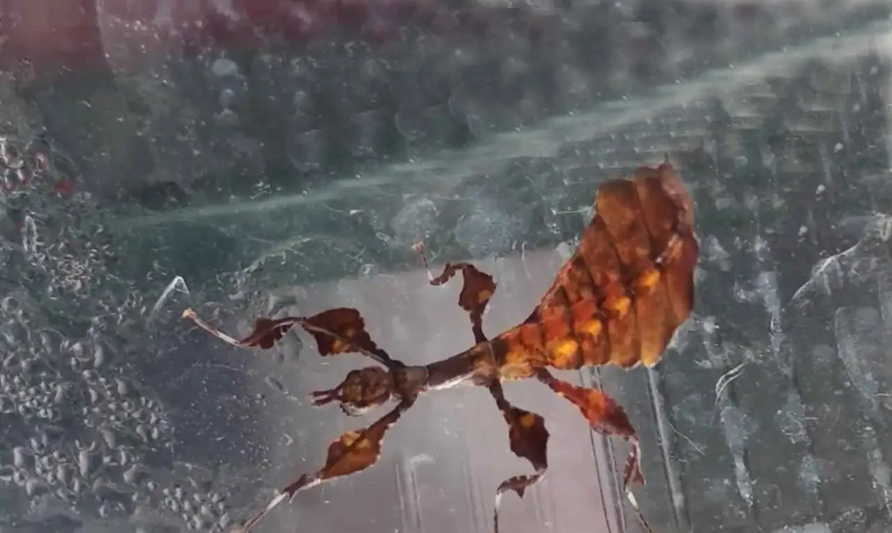 tipos de mantis religiosas como mascota La mantis religiosa es como un escorpión amarillo.