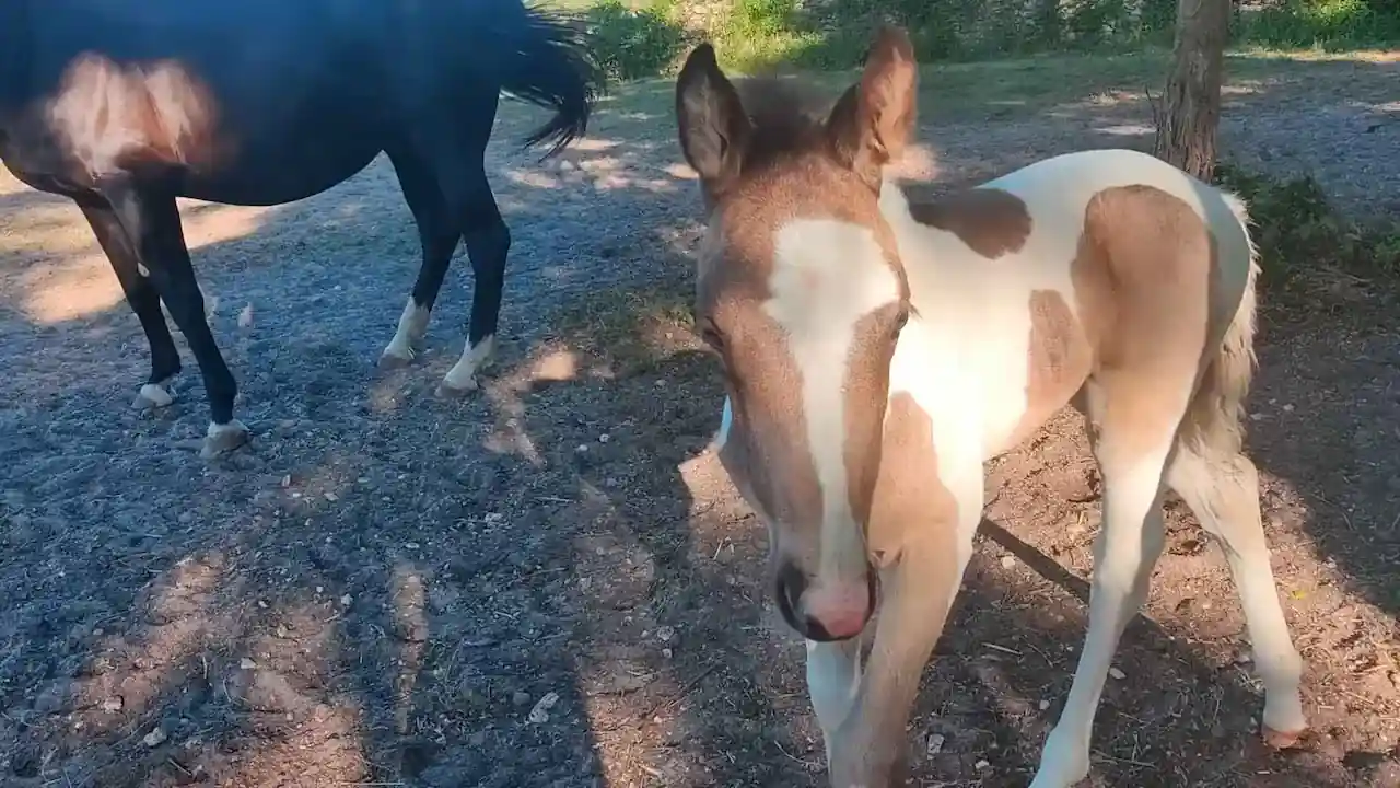 Como alimentar a un caballo joven
