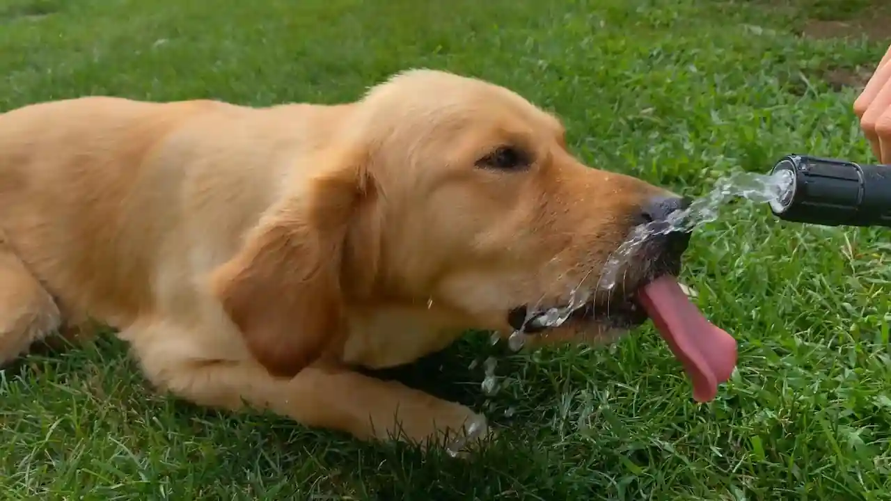 Los perros sufren cuando suben las temperaturas.