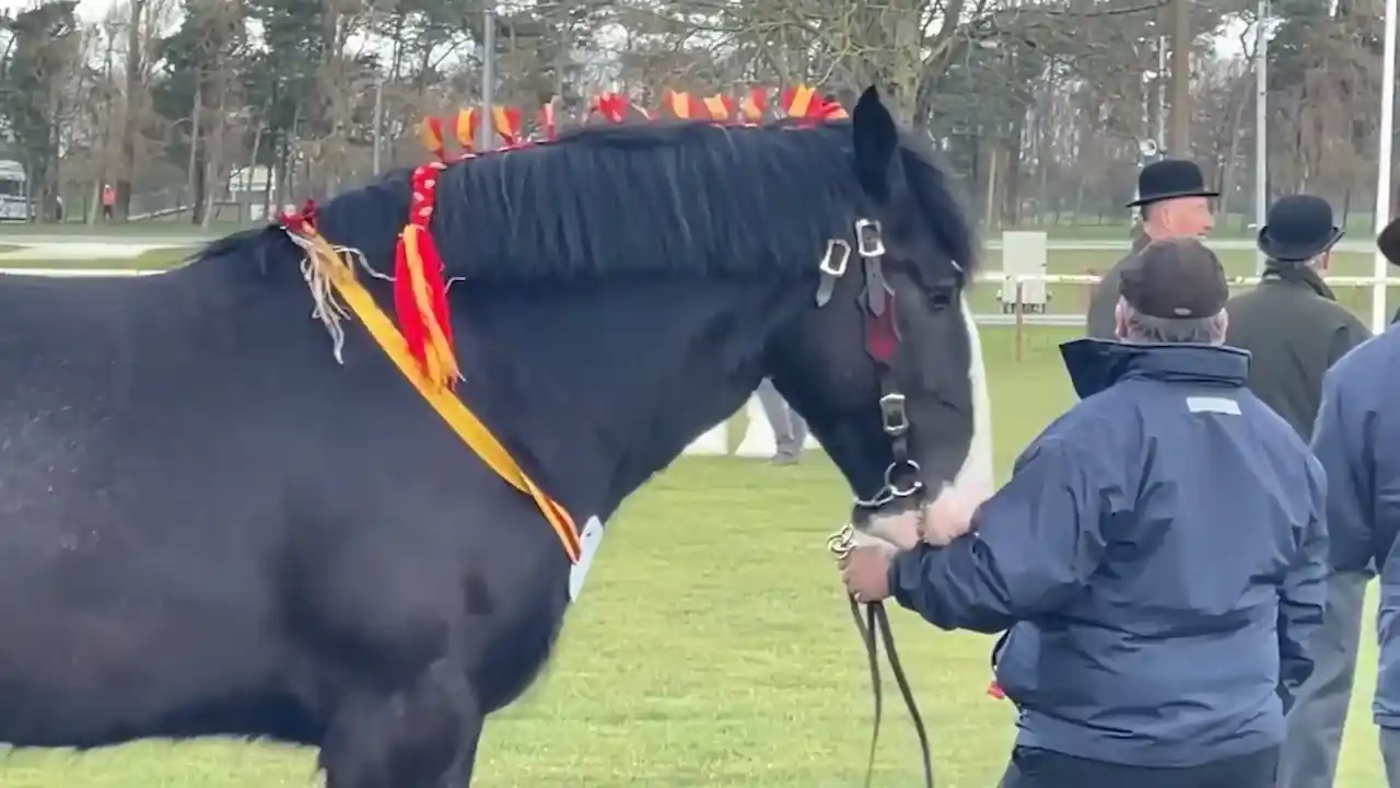 ¿Cómo se aprende a montar a caballo de forma segura y técnica Caballero sosteniendo las riendas de su caballo