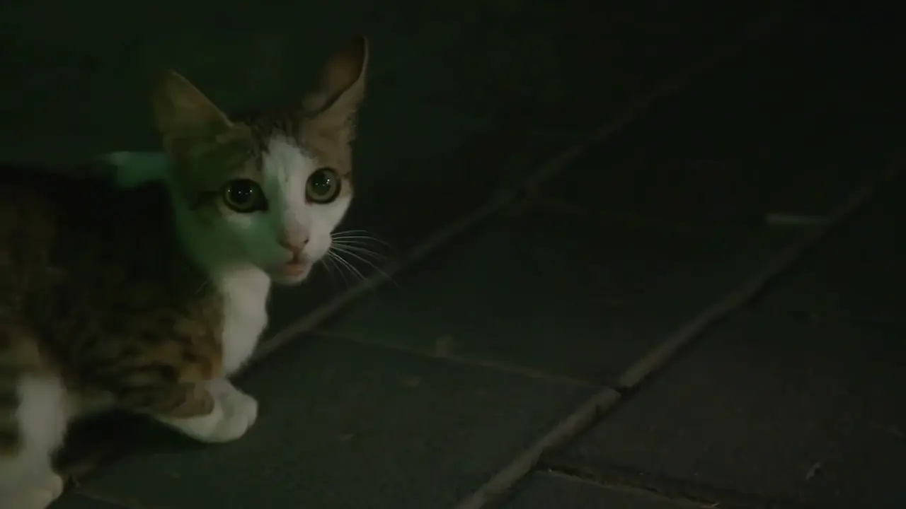 ¿Gato y visión nocturna?