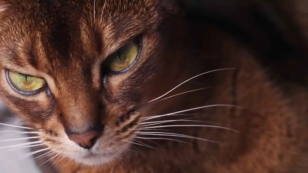 Estructura del ojo de gato para ver en la oscuridad.
