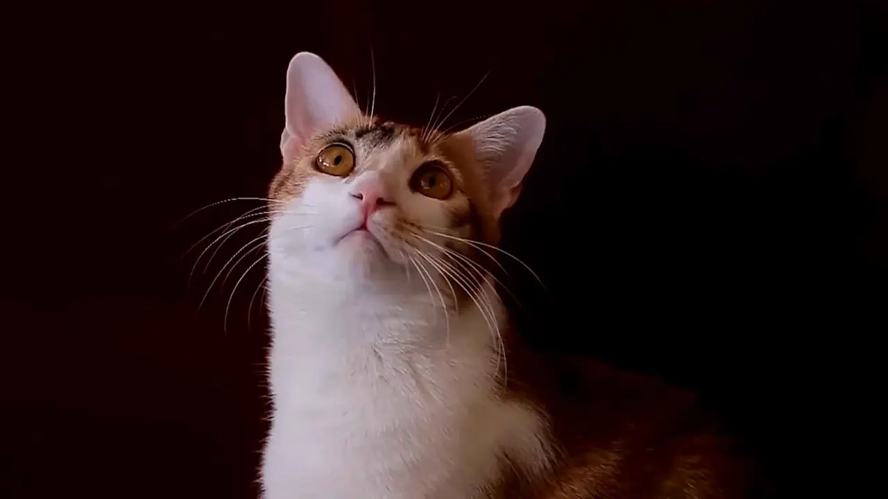 ¿Ojo de gato para visión nocturna?