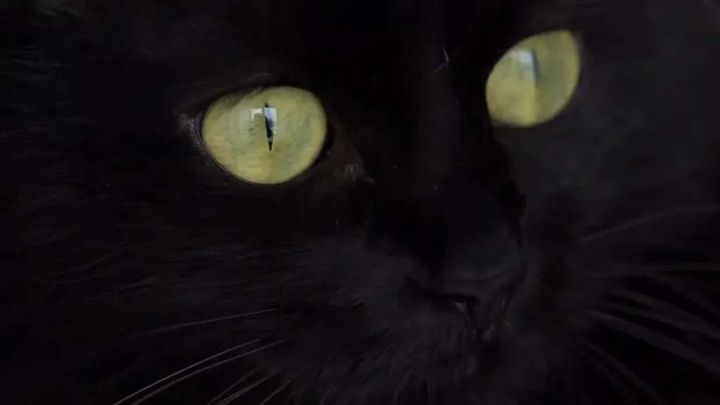 ¿El ojo del gato y cómo ve en la oscuridad?