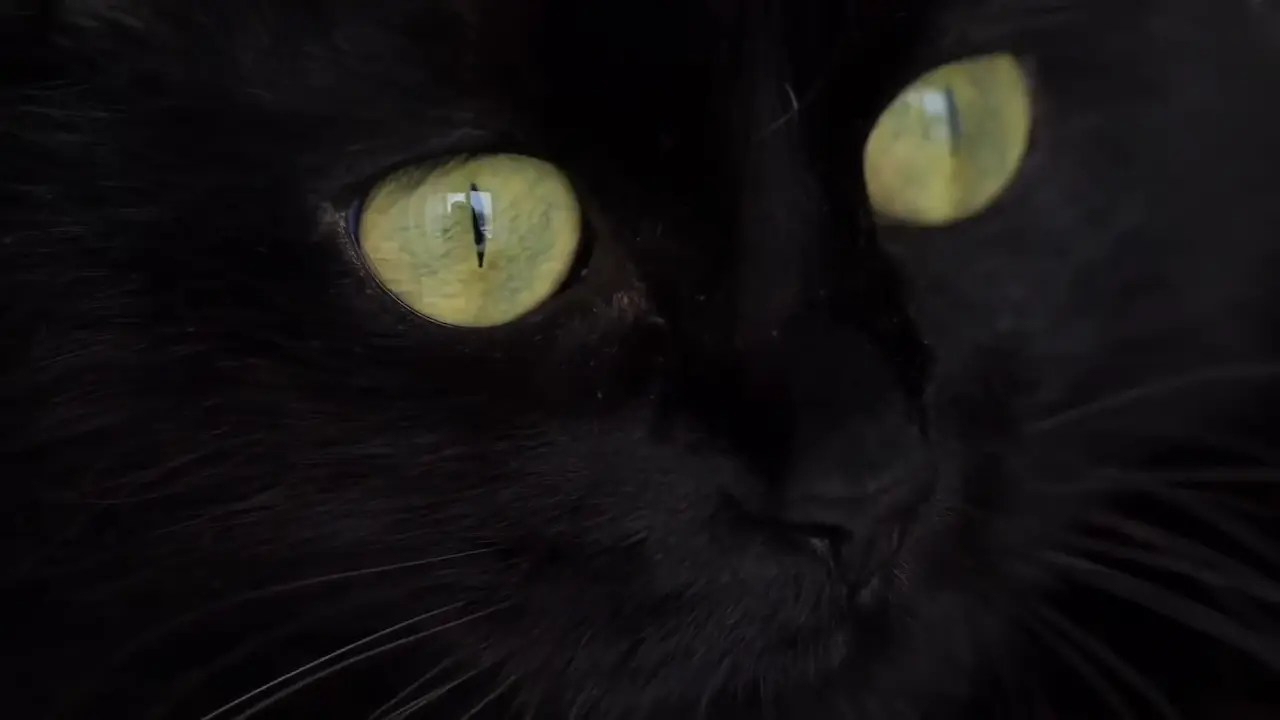 ¿El ojo del gato y cómo ve en la oscuridad?