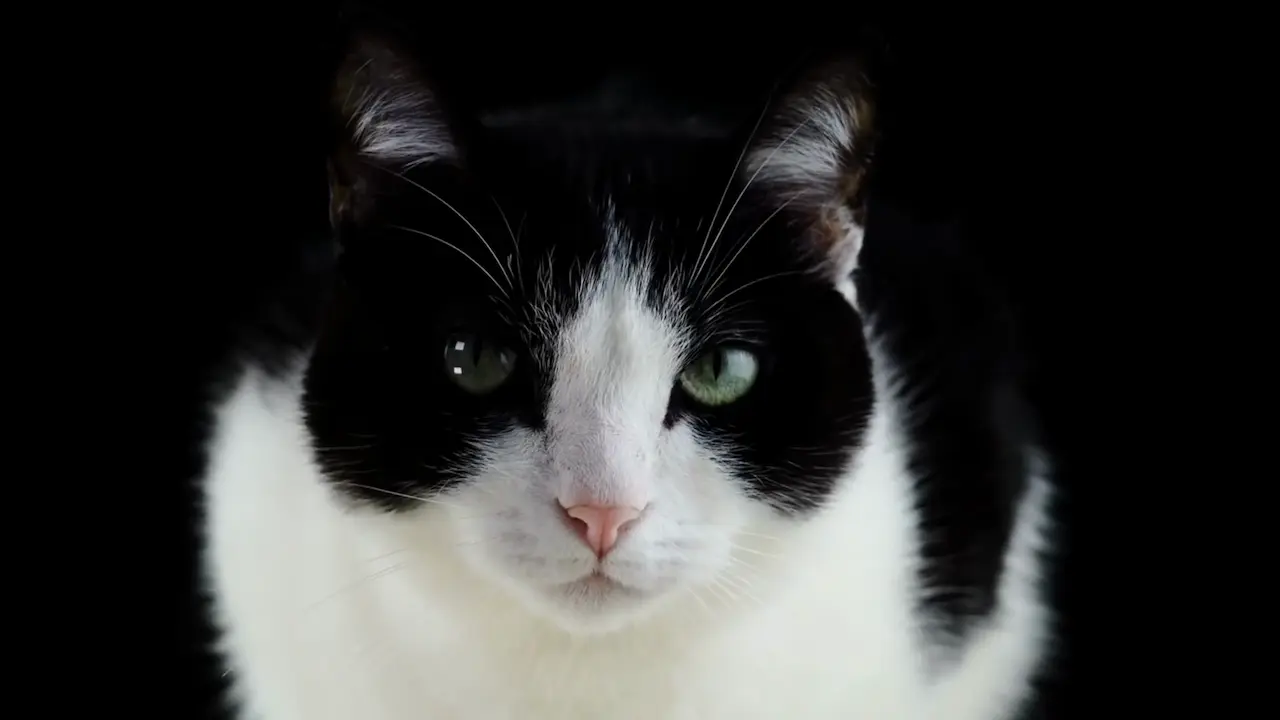 gato mirando en la oscuridad