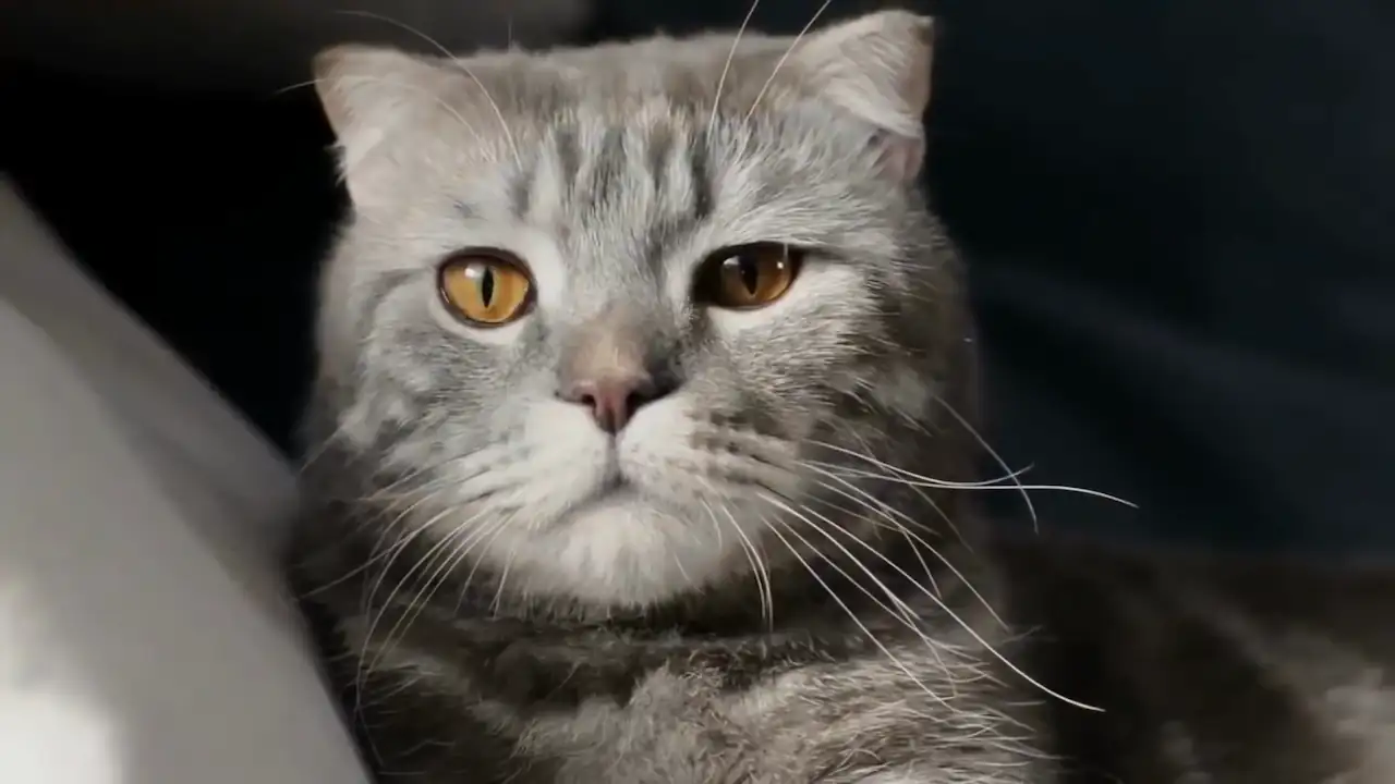 Cómo ve un gato en la oscuridad.