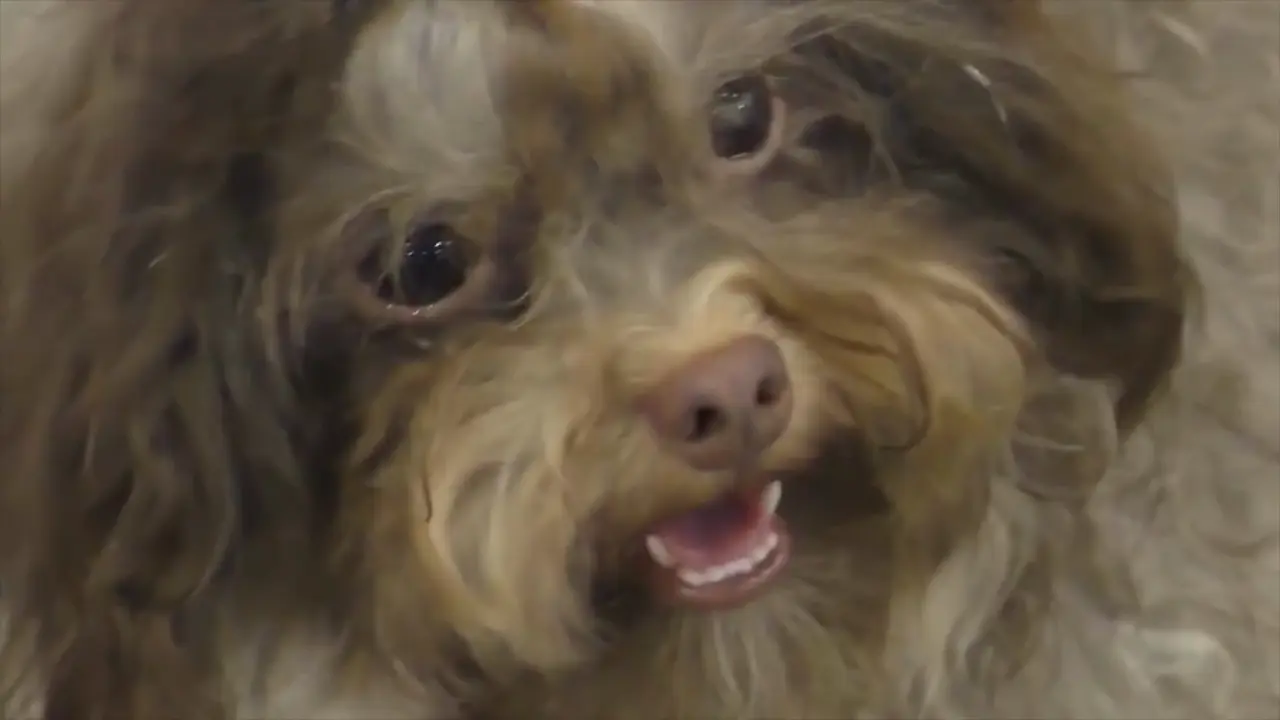 Un perro pequeño ladrando fuerte.