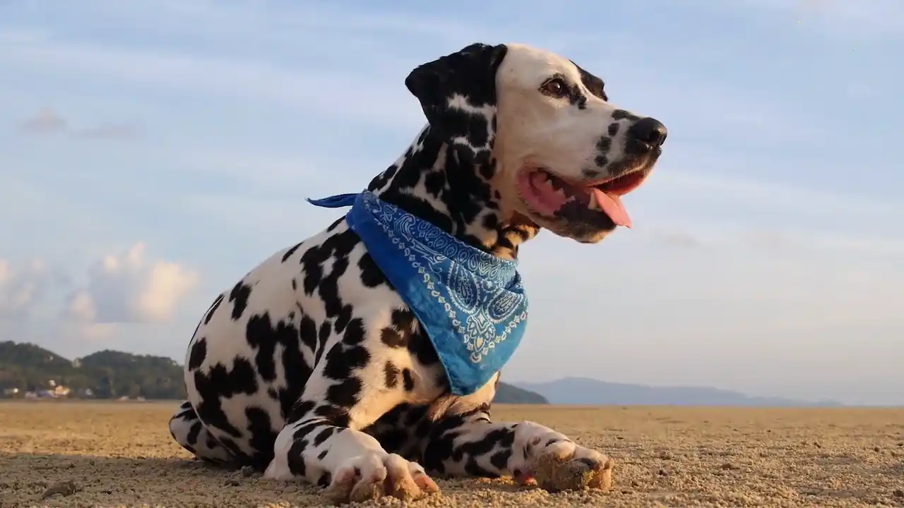 Perro grande con manchas descansando después de un episodio de ladridos intensos