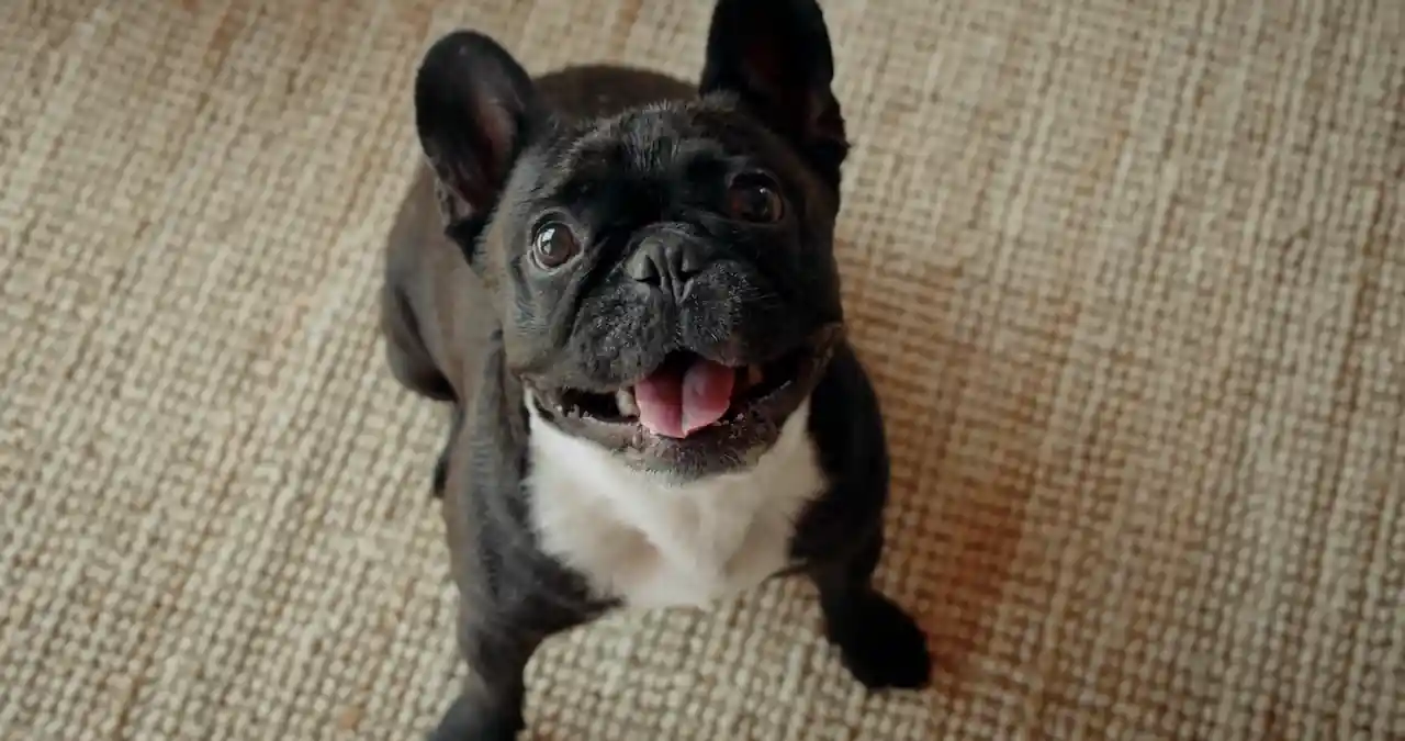 Un perro de tamaño mediano con un ladrido suave.
