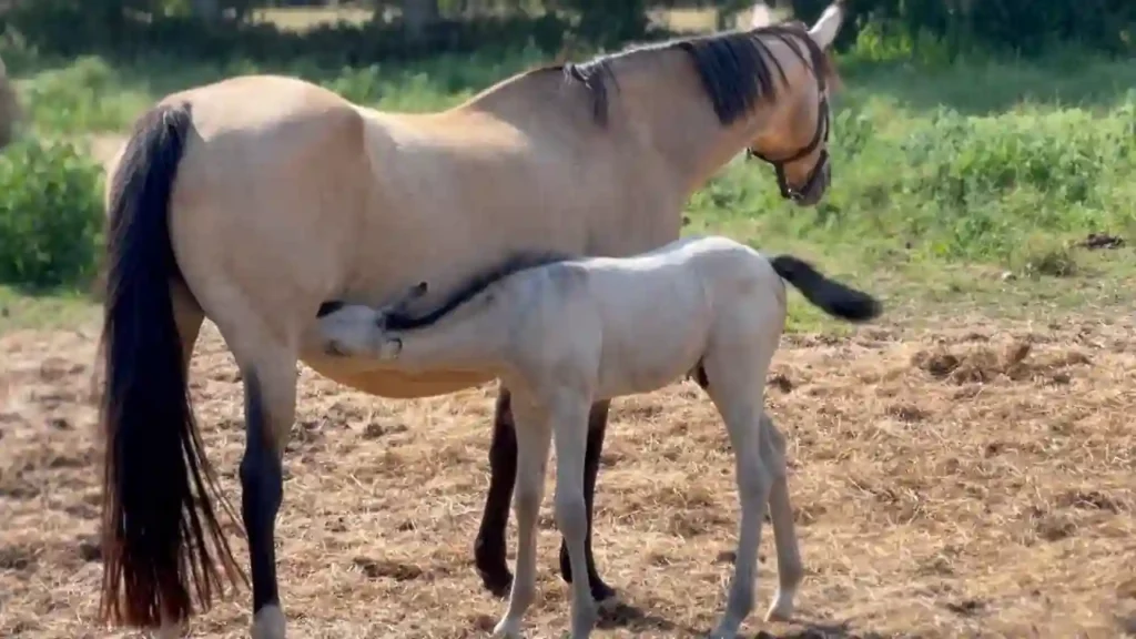 Un potro gris mamando del pecho de su madre