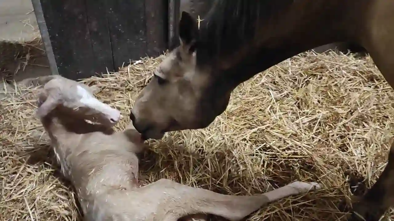 La yegua huele a su potro para animarlo a ponerse de pie y mamar de su pecho.